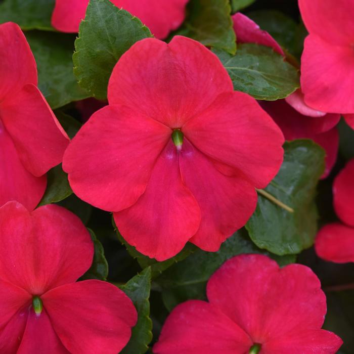 Beacon® Lipstick - Impatiens walleriana from Bloomfield Garden Center