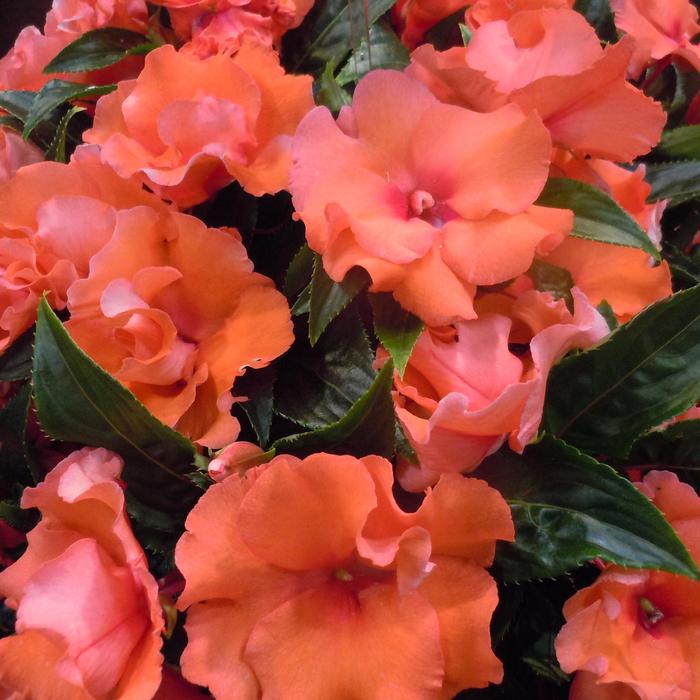 'Roller Coaster Dark Coral' New Guinea Impatiens - Impatiens hawkerii from Bloomfield Garden Center