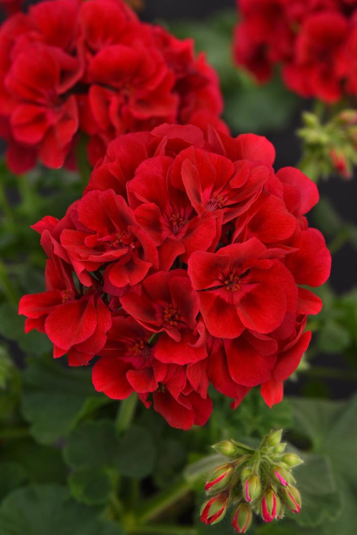 Galaxy™ Raspberry Sizzle - Pelargonium x hortorum (Zonal Geranium) from Bloomfield Garden Center