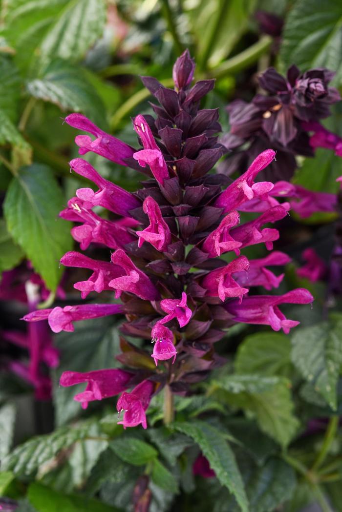 'Plum Crazy' Anise Sage - Salvia guaranitica from Bloomfield Garden Center