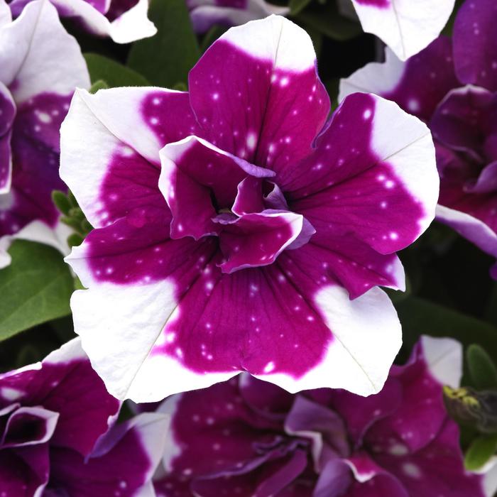 SweetSunshine™ Magenta Sky - Petunia from Bloomfield Garden Center