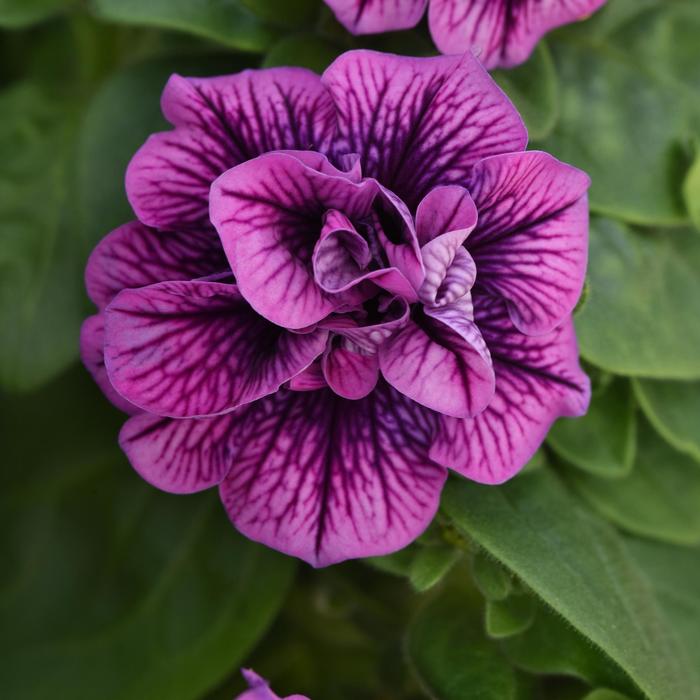 SweetSunshine™ Blueberry Vein - Petunia from Bloomfield Garden Center