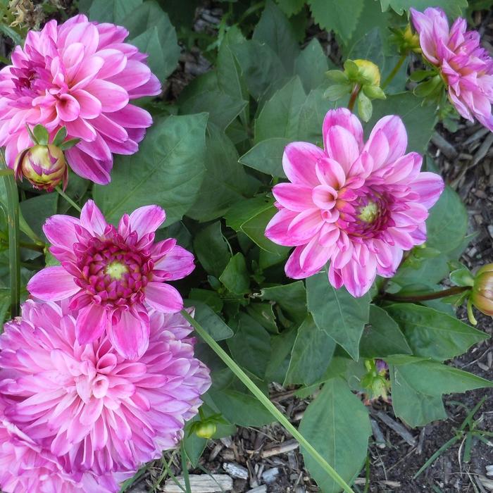 Hypnotica® Pink Bicolor - Dahlia from Bloomfield Garden Center