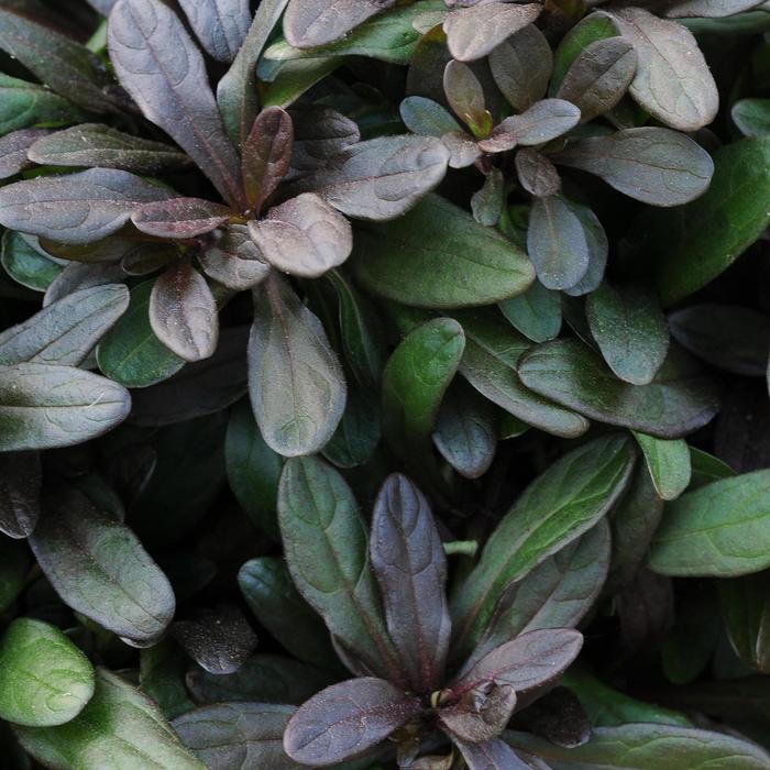 'Chocolate Chip' Bugleweed - Ajuga reptans from Bloomfield Garden Center