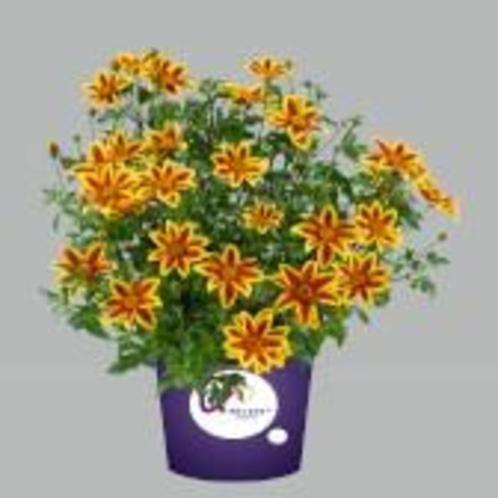 Blazing™ Star - Bidens ferulifolia from Bloomfield Garden Center