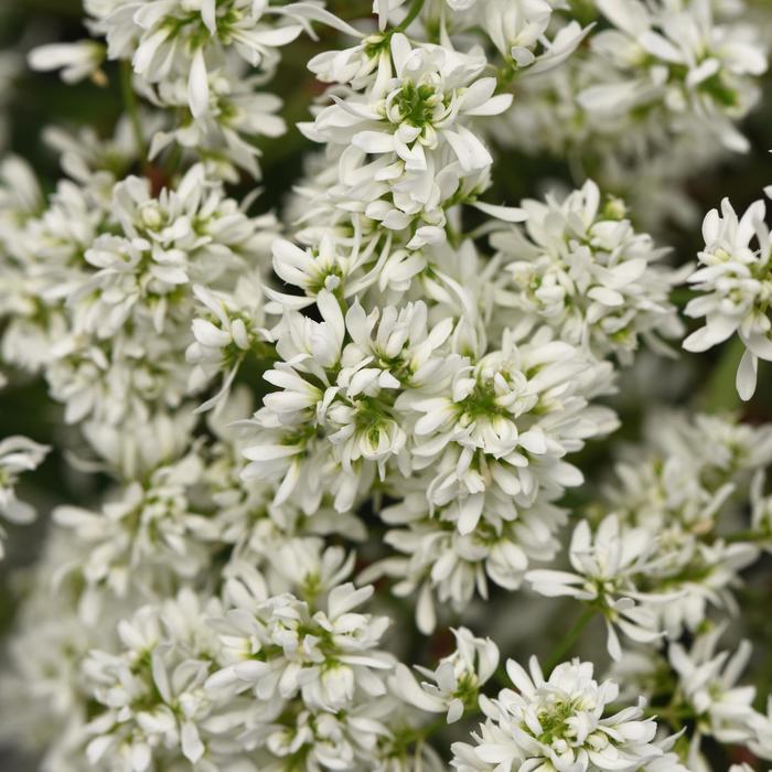 'Flurry' - Euphorbia hypericifolia from Bloomfield Garden Center