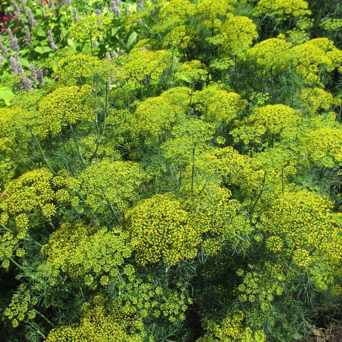 'Fernleaf' Dill - Anethum graveolens from Bloomfield Garden Center