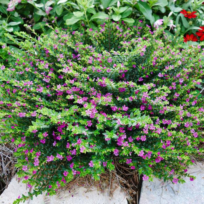 FloriGlory® 'Diana' Mexican Heather - Cuphea from Bloomfield Garden Center