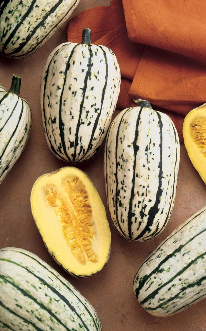 'Delicata' Winter Squash - Cucurbita pepo from Bloomfield Garden Center