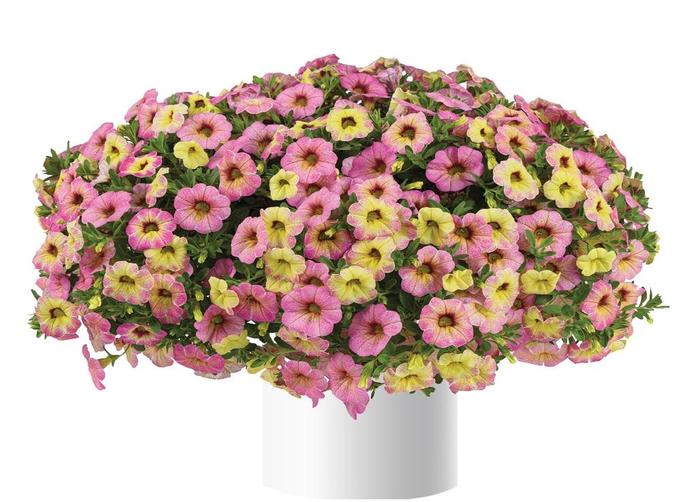 Ombre™ Pink Million Bells - Calibrachoa from Bloomfield Garden Center