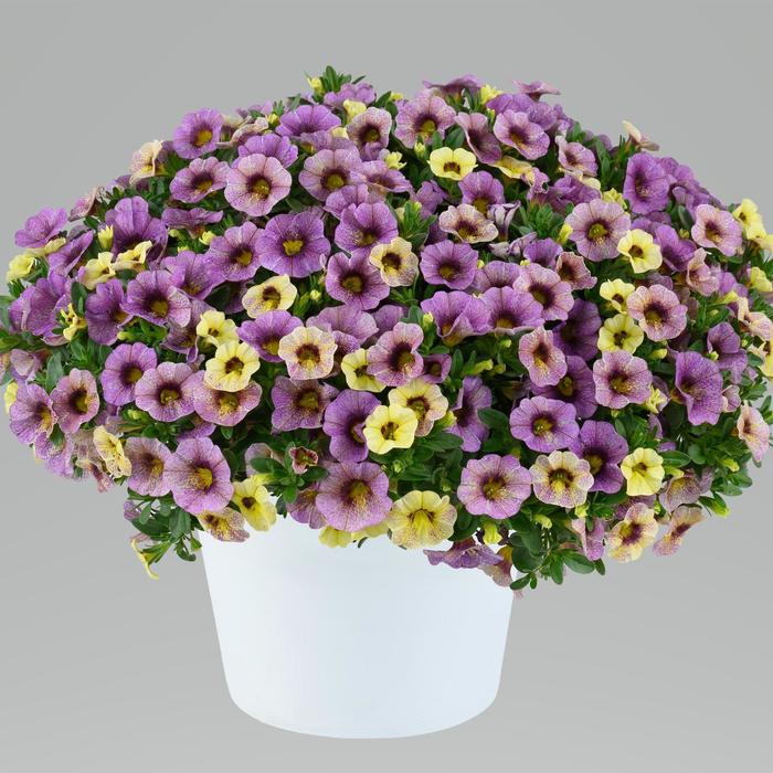 Ombre™ Purple Million Bells - Calibrachoa from Bloomfield Garden Center