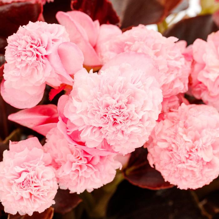 Birthday Bash™ Cotton Candy - Begonia from Bloomfield Garden Center