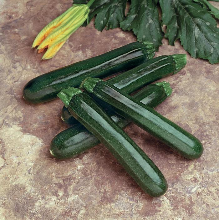 'Noche' Zucchini - Cucurbita pepo from Bloomfield Garden Center