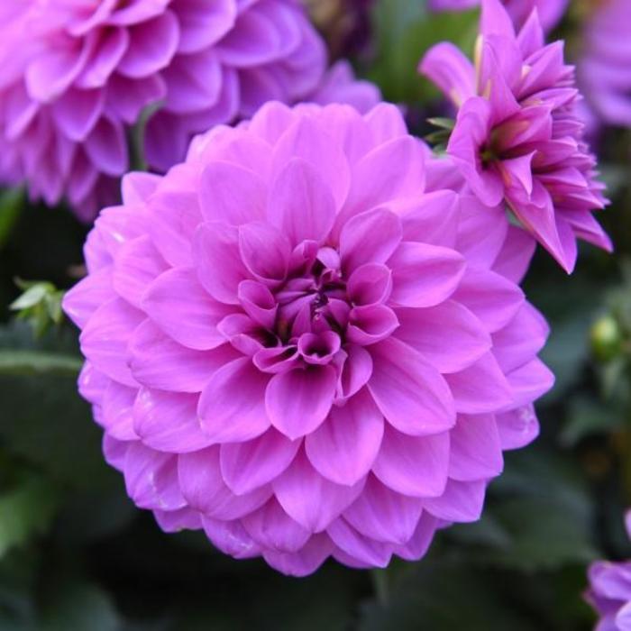 Hypnotica® Lavender - Dahlia from Bloomfield Garden Center