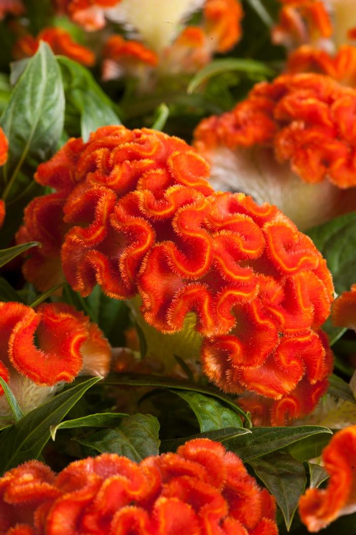 'Twisted Dark Orange Improved' - Celosia cristata (Cockscomb) from Bloomfield Garden Center