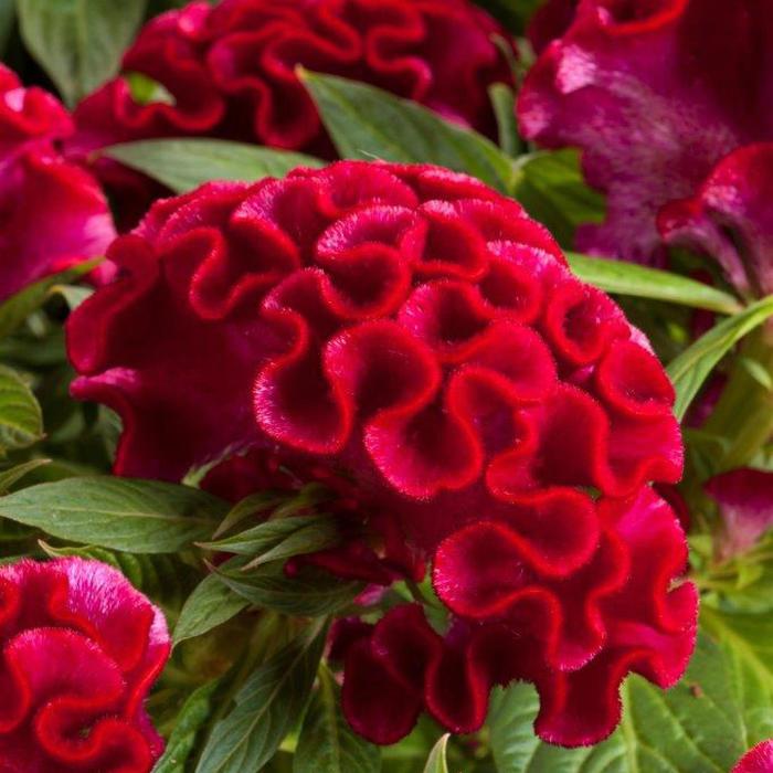 'Twisted Strawberry' - Celosia cristata (Cockscomb) from Bloomfield Garden Center