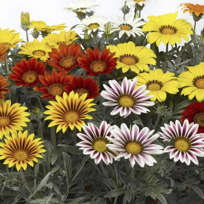 Frosty Kiss™ Mix - Gazania rigens from Bloomfield Garden Center