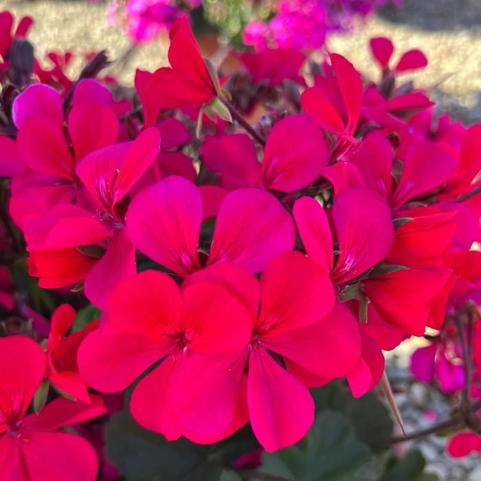 Caldera™ Hot Pink - Pelargonium (Interspecific Geranium) from Bloomfield Garden Center