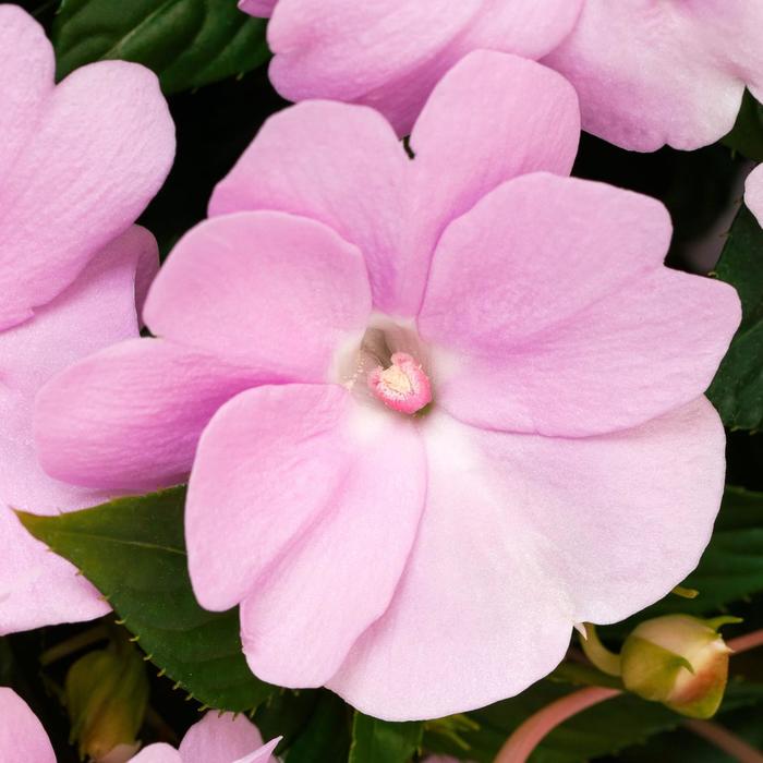 Spectra™ Lavender Shades - Impatiens (New Guinea Impatiens) from Bloomfield Garden Center