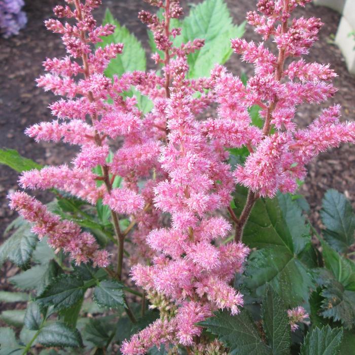 'Visions in Pink' False Spirea - Astilbe chinensis from Bloomfield Garden Center