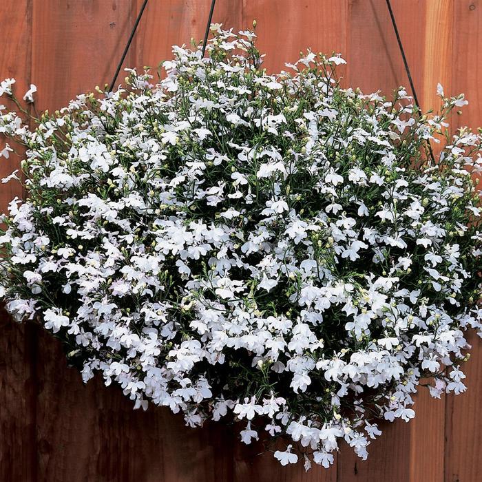 'Regatta White' - Lobelia erinus from Bloomfield Garden Center