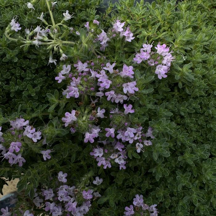 'Pink Chintz' Thyme - Thymus serpyllum from Bloomfield Garden Center