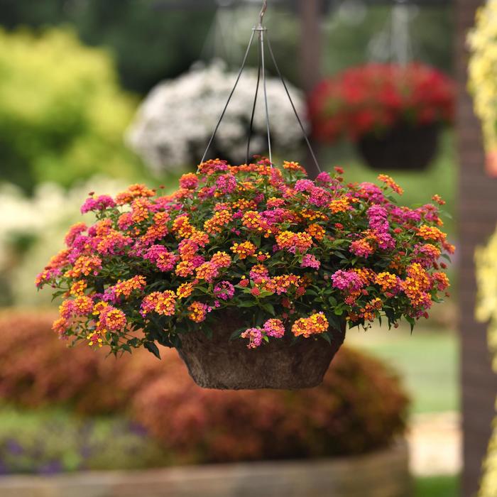 Bloomify™ 'PassionFruit' - Lantana camara from Bloomfield Garden Center