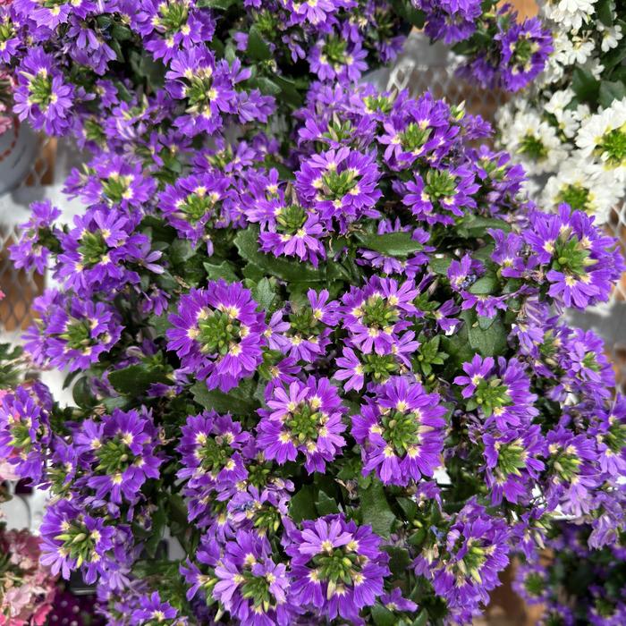 'Scala Cappello Purple' Fan Flower - Scaevola aemula from Bloomfield Garden Center