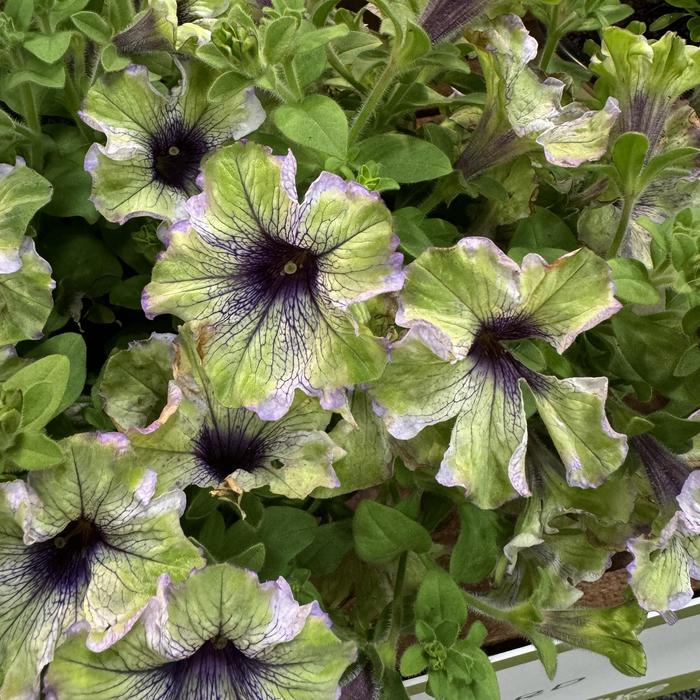 Amazonas™ 'Plum Cockatoo' - Petunia from Bloomfield Garden Center