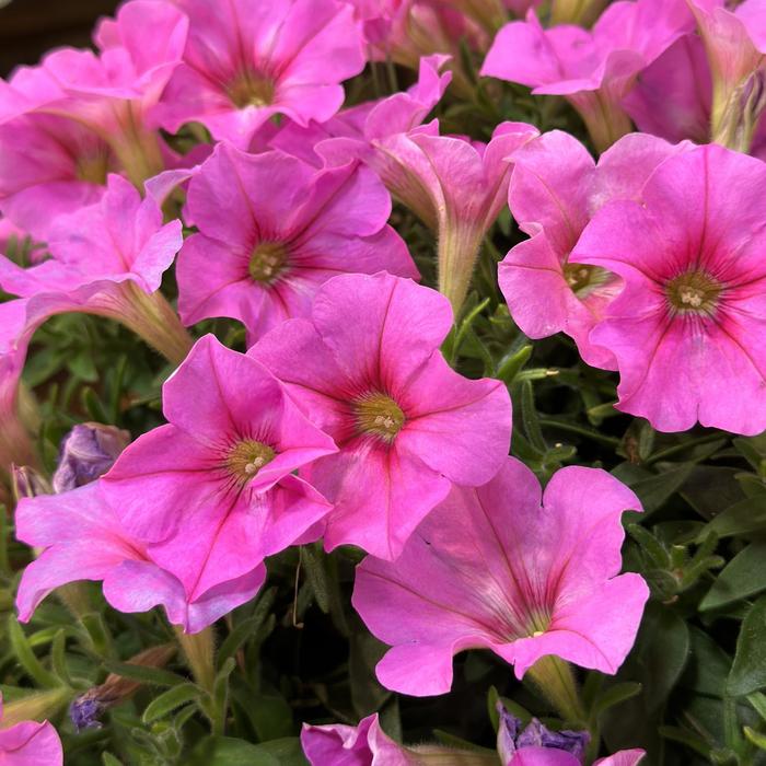 Potunia® 'Spun Sugar' - Petunia from Bloomfield Garden Center