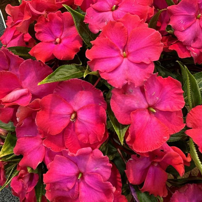 'Roller Coaster Hot Magenta' New Guinea Impatiens - Impatiens hawkeri from Bloomfield Garden Center