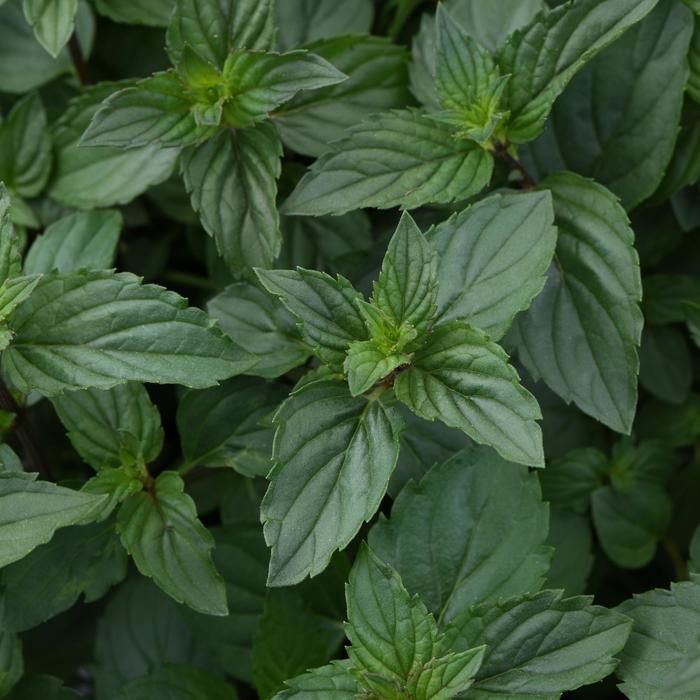 'After Eight' Chocolate Mint - Mentha x piperita from Bloomfield Garden Center