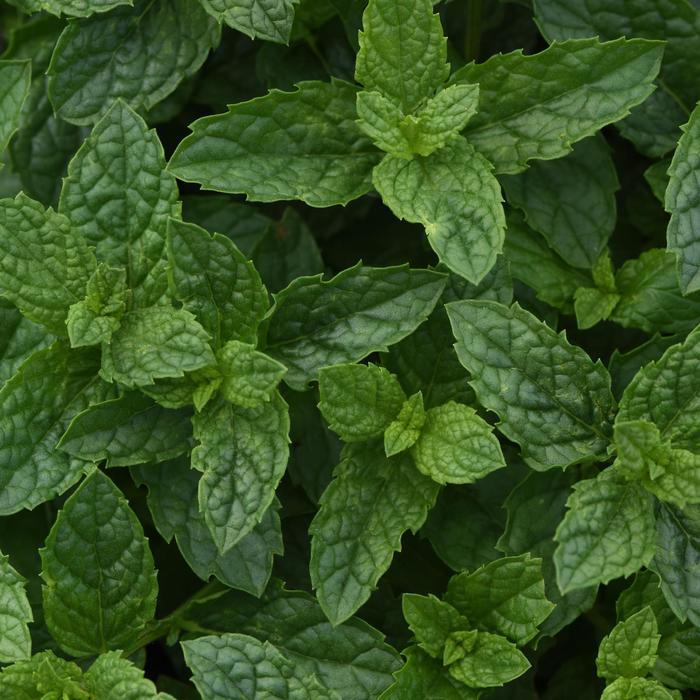 'Moroccan' Peppermint - Mentha x piperita from Bloomfield Garden Center