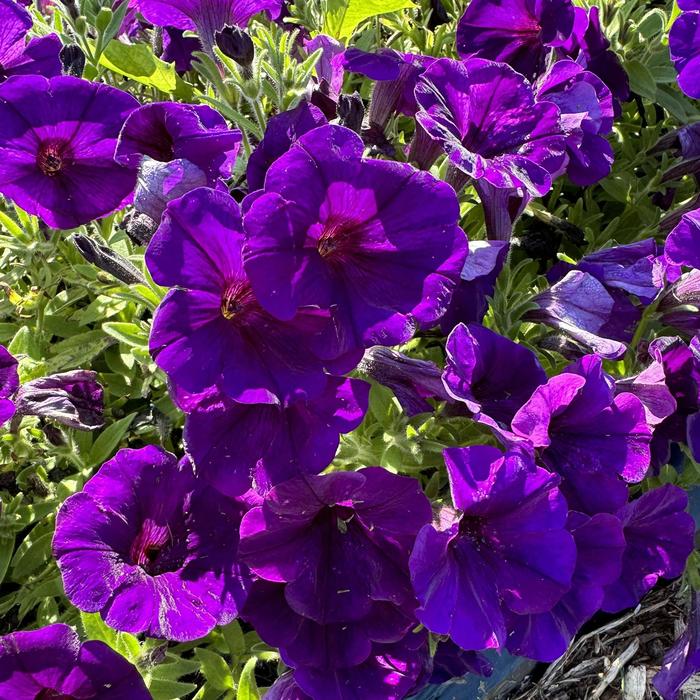 'Surprise Cobalt Blue' - Petunia from Bloomfield Garden Center