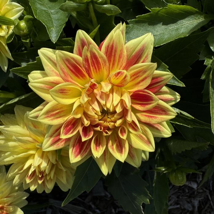 Hypnotica® 'Candy Corn' - Dahlia from Bloomfield Garden Center