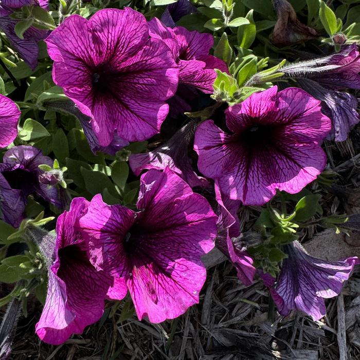 'Tea Magenta Vein' - Petunia from Bloomfield Garden Center