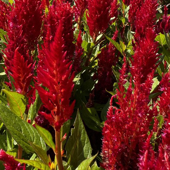 'Flamma Red' Cockscomb - Celosia plumosa from Bloomfield Garden Center