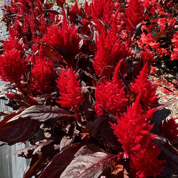 'Burning Embers' Cockscomb - Celosia plumosa nana from Bloomfield Garden Center