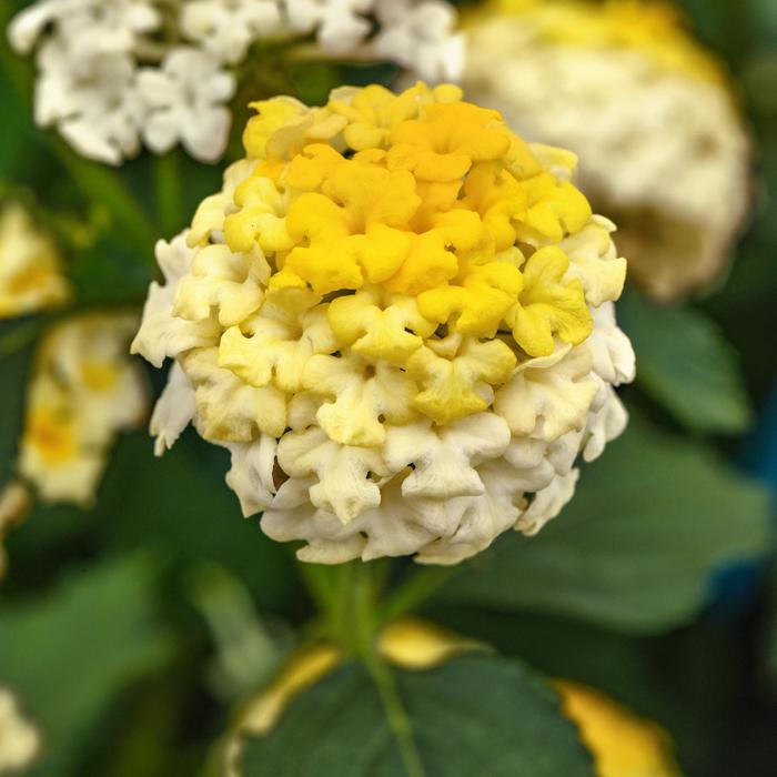 Landmark™ Lemon Glow - Lantana camara from Bloomfield Garden Center