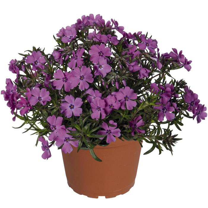 'Spring Purple' - Phlox subulata from Bloomfield Garden Center