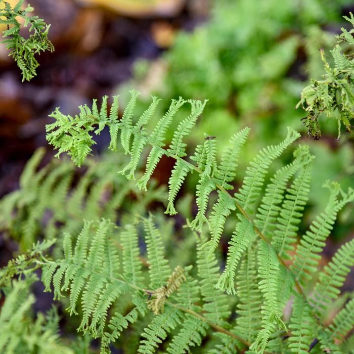 'Fronds Forever' Lady Fern - Athyrium filix-femina from Bloomfield Garden Center