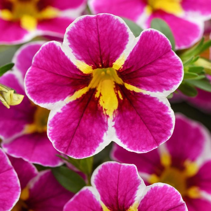 Cha-Cha™ Electric Pink - Calibrachoa from Bloomfield Garden Center