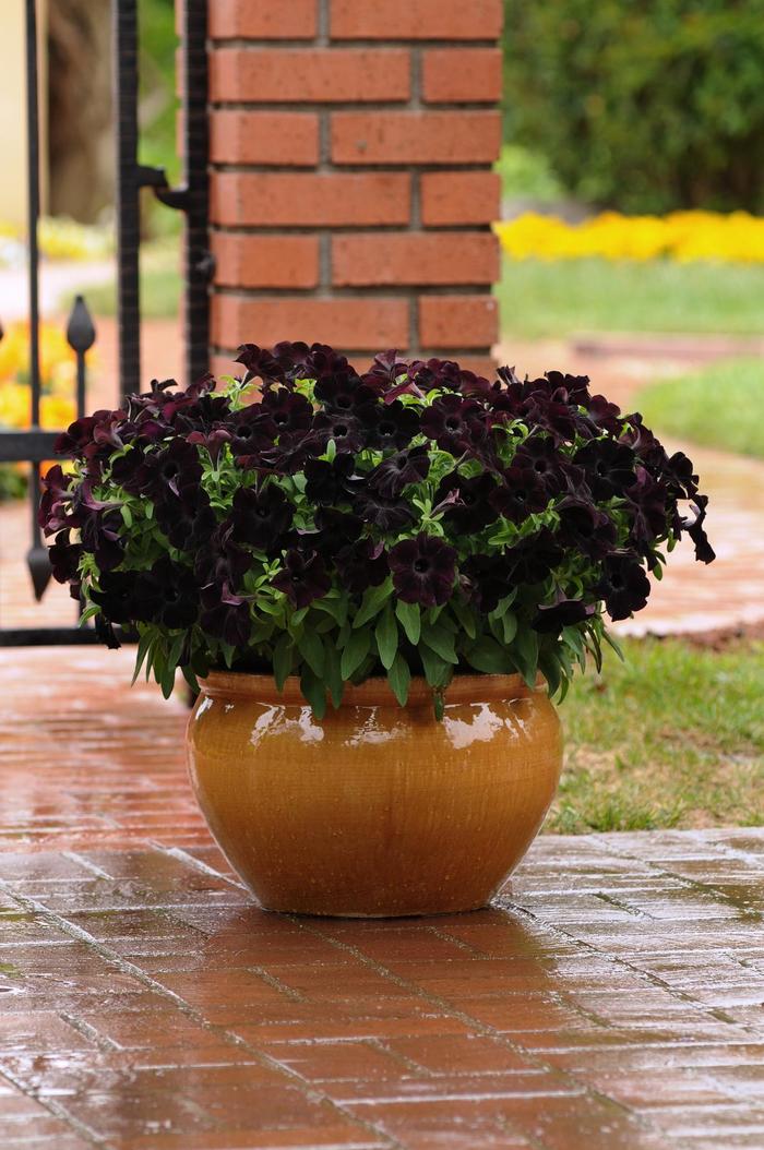 Slingshot™ Black Magic - Petunia from Bloomfield Garden Center