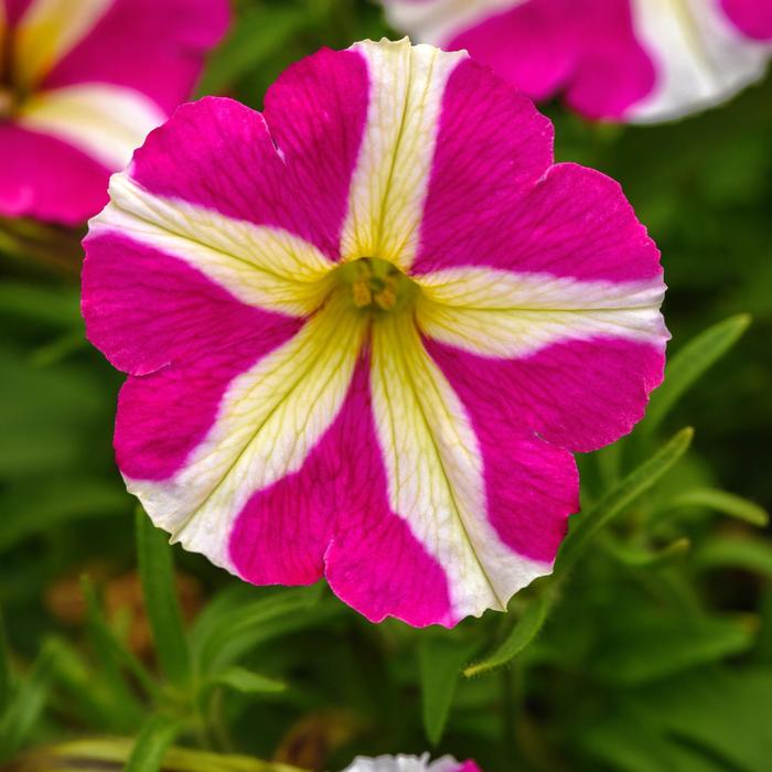 Slingshot™ 'Heartwheel' - Petunia from Bloomfield Garden Center