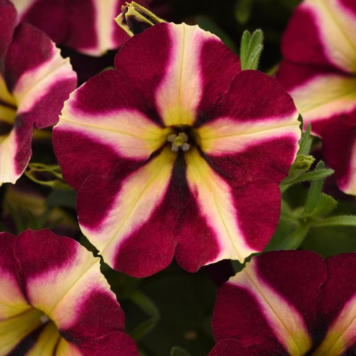 Slingshot™ 'Lemonberry' - Petunia from Bloomfield Garden Center