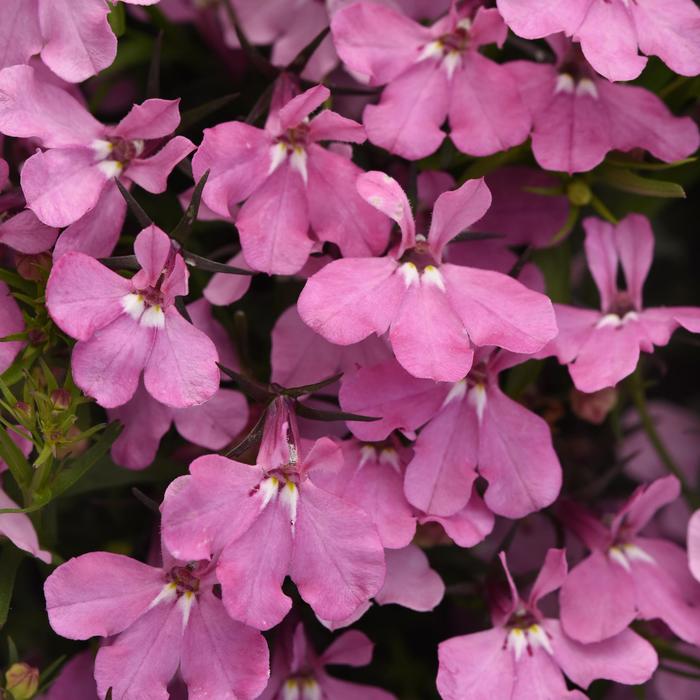 Heatopia™ Pink - Lobelia erinus from Bloomfield Garden Center