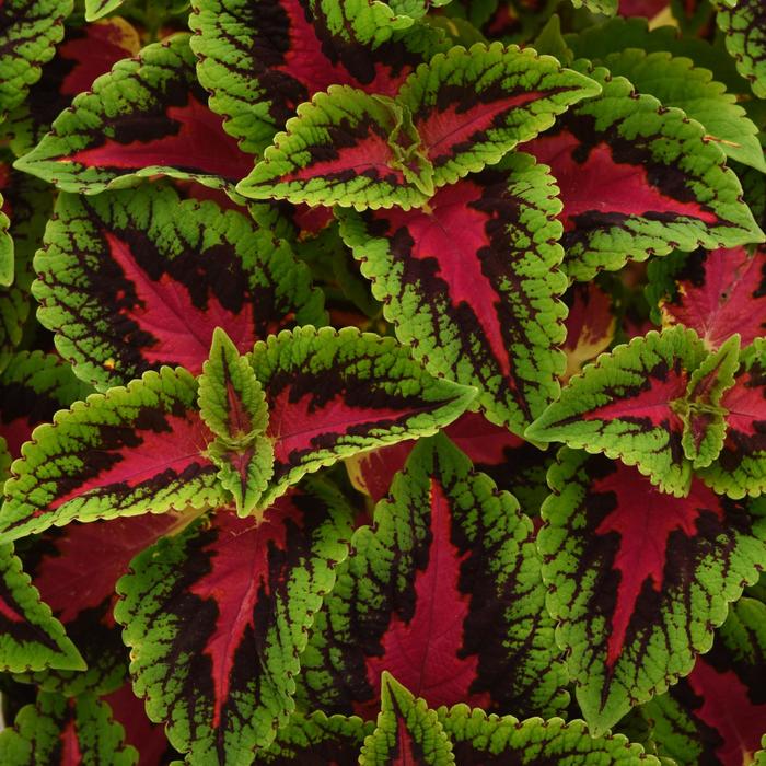 Volcanica™ 'French Quarter Improved' - Coleus scutellarioides from Bloomfield Garden Center