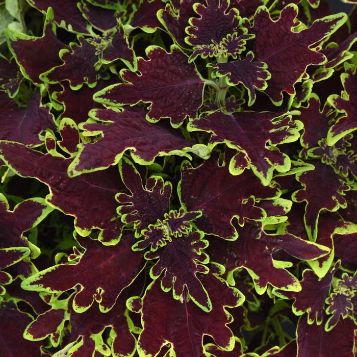 Volcanica™ 'Limewire' - Coleus scutellarioides from Bloomfield Garden Center