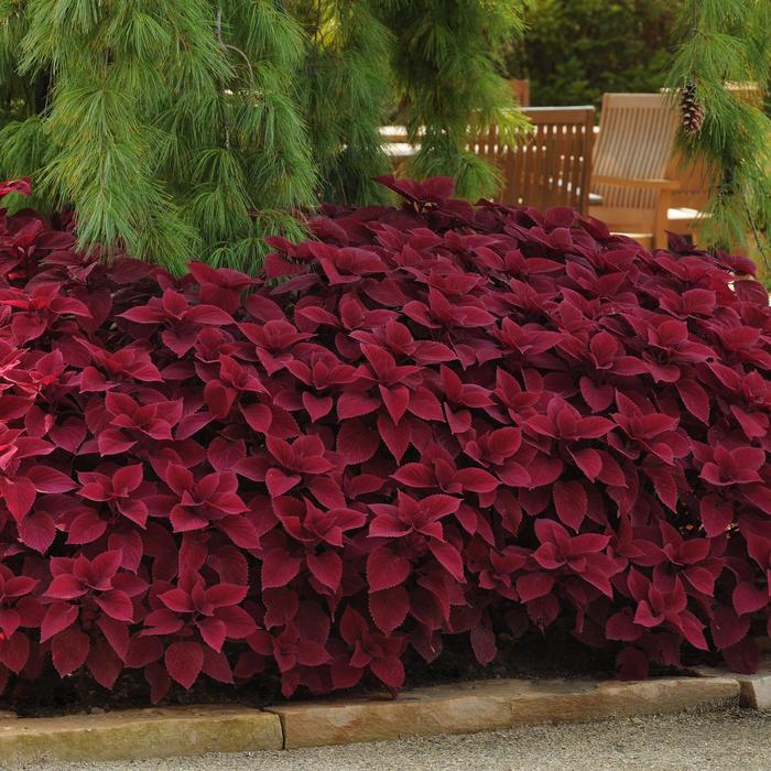 Volcanica™ 'Redhead' - Coleus scutellarioides from Bloomfield Garden Center