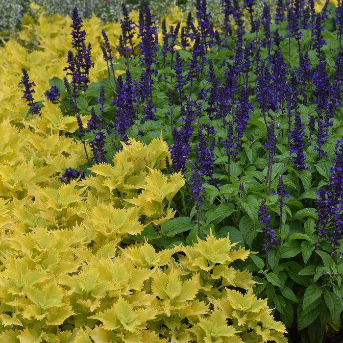 Volcanica™ 'Wasabi' - Coleus scutellarioides from Bloomfield Garden Center